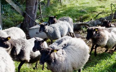 Иновация “Lamb lift” стимулира производството на агнешко чрез нов стандарт за качество на месото